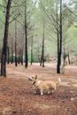 一只彭布罗克威尔士柯基犬在绿树成荫的宁静松林中行走