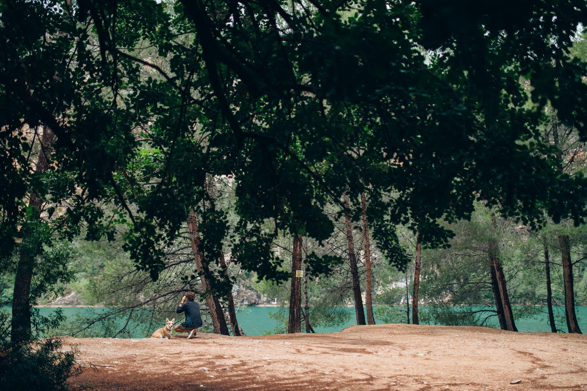 A Man and a Dog Sitting Near Tall Trees