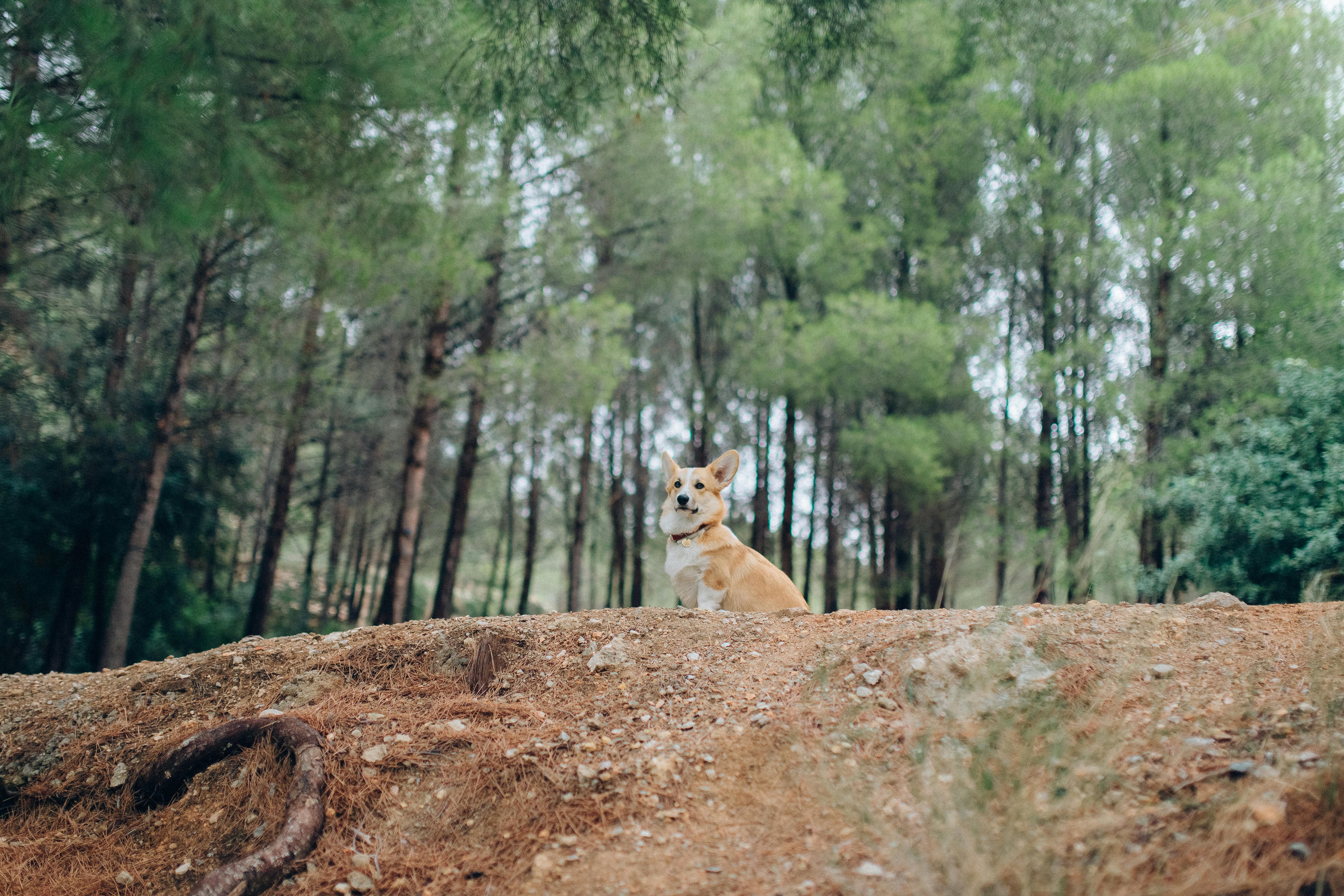 Photo of a Pembroke Welsh Corgi on Brown Soil