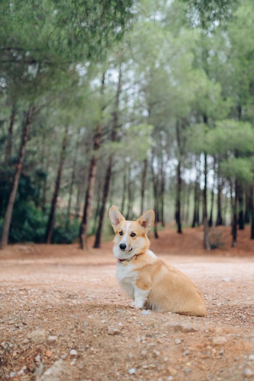 A Cute Brown Pembroke Welsh Corgi on the Ground