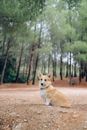 一只可爱的彭布罗克威尔士柯基犬，正安静地坐在树木环绕的森林里