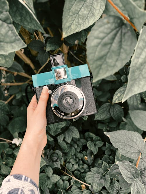 From above crop unrecognizable female with manicure holding retro instant print photo camera against green leaves of plants