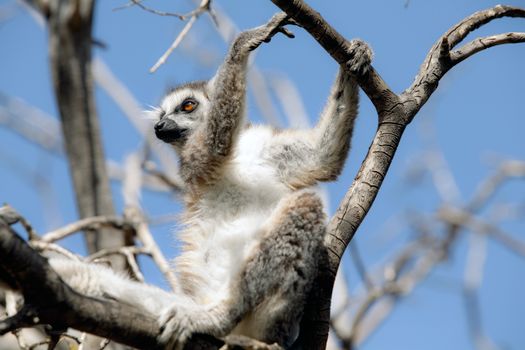 Isalo National Park hike — Madagascar