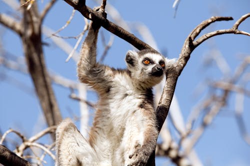 Free Selective Focus Photo of a Lemur on a Tree Branch Stock Photo