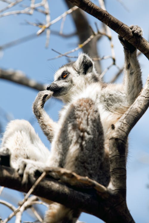 A White and Gray Lemur on a Brown Tree Branch