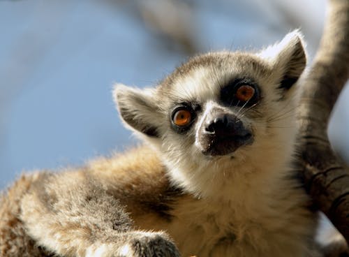 Free Close-Up Photograph of a Lemur with Black Whiskers Stock Photo