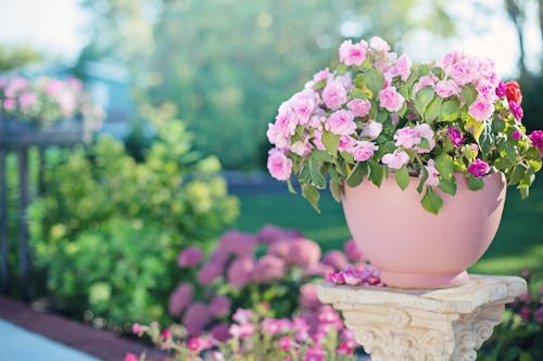 Beautiful Flowers on Pink Clay Pot