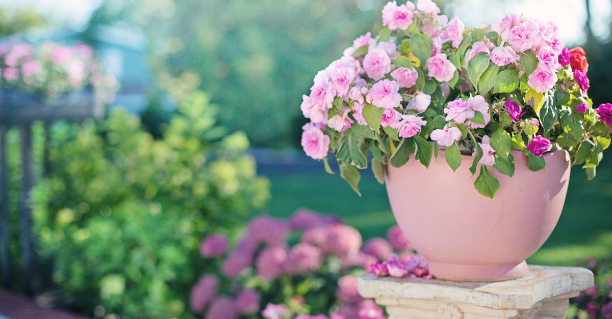 Trouver Jardinage à votre ville - Askaide Trouver Jardinage à votre ville - Askaide