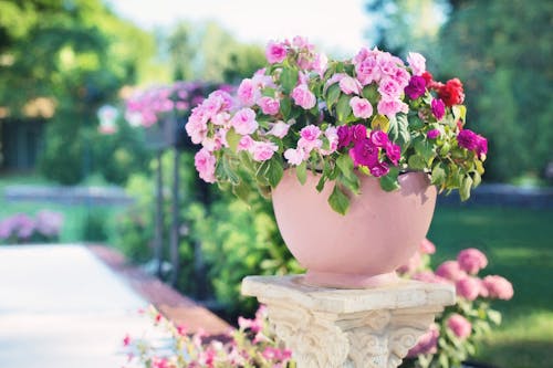 コンクリートスタンド, ピンクの花, 咲くの無料の写真素材