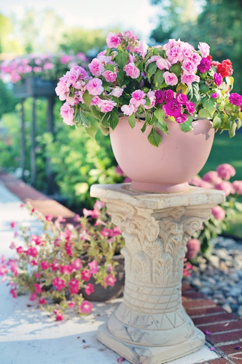 Potted Flowering Plant with Beautiful Flowers
