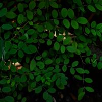 Close-up of layered green leaves — photo by Judith Bossan on Pexels