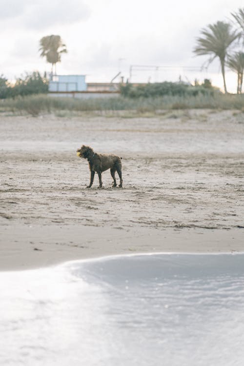 Black Dog at the Beach