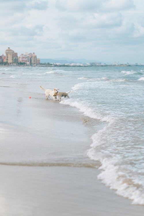 Photo of Dogs at the Beach
