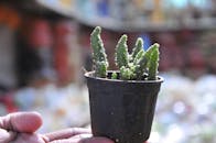 在户外拍摄的特写镜头，背景模糊，一只手握着小仙人掌在锅里