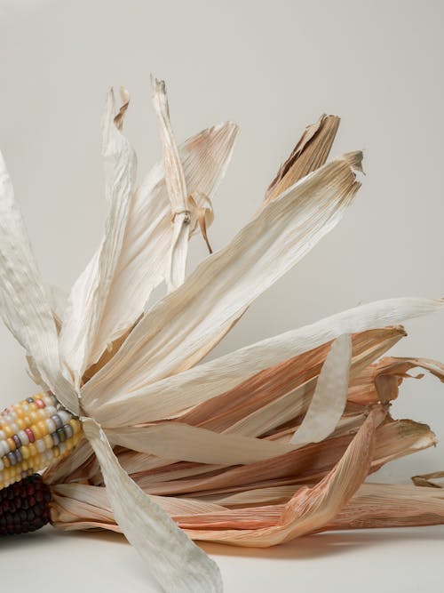 Decorative creative dried mountain corns with painted kernels and big dried leaves placed on white background