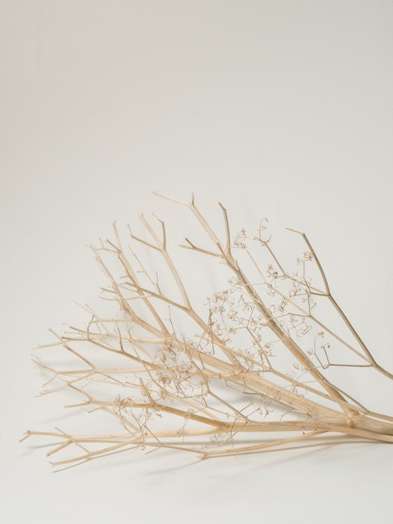 Free Decorative leafless dried tree branch with thin fragile stems placed on white background in light studio Stock Photo
