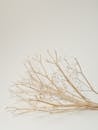 Decorative leafless dried tree branch with thin fragile stems placed on white background in light studio