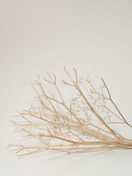 浅色工作室的白色背景上，摆放着装饰性的无叶干树枝，细茎分明
