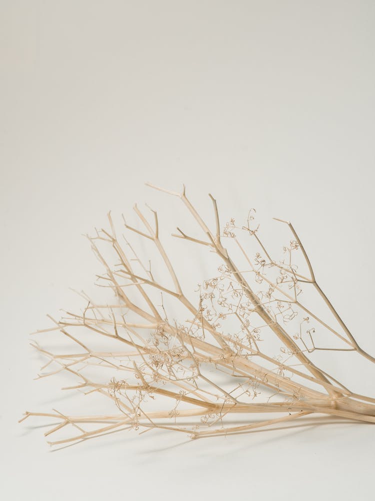 Dried Plant Branch On White Table