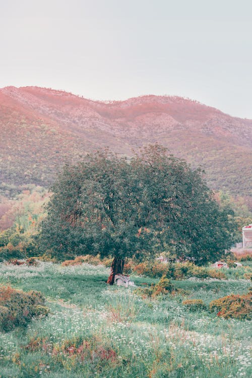 Scenery of big verdant tree growing on grassy lush valley surrounded by rough hills in nature in daytime