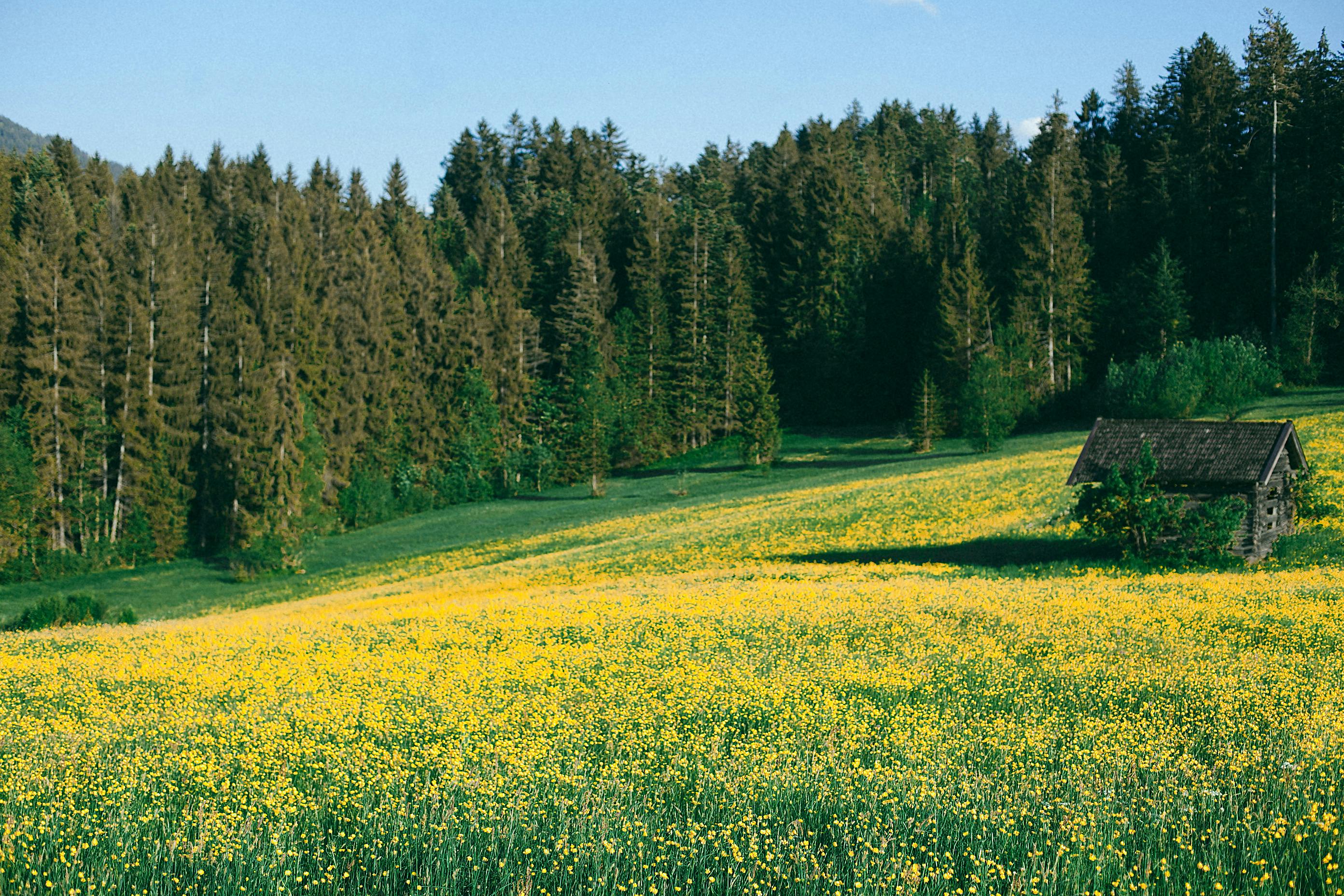 Abandoned house on lush blooming meadow in nature · Free Stock Photo
