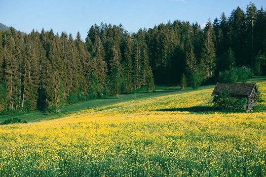 Desolated lonesome cottage on verdant flowering valley surrounded by lush green woodland on clear sunny day in countryside