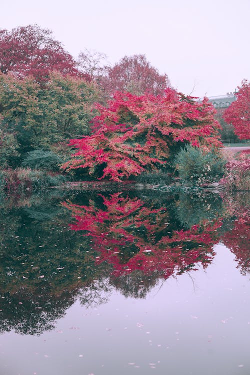 Photos gratuites de aquarelle, arbre, automne