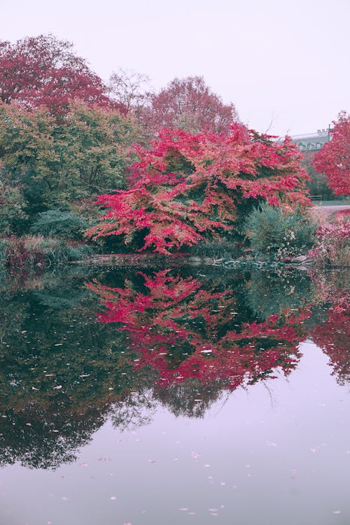 Peaceful trees with red leaves near river in autumn