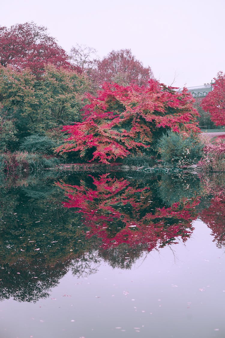 Peaceful Trees With Red Leaves Near River In Autumn