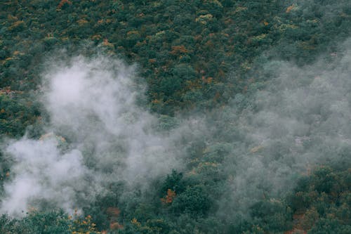 Aerial view of thick fog floating over green deciduous trees in dense woods