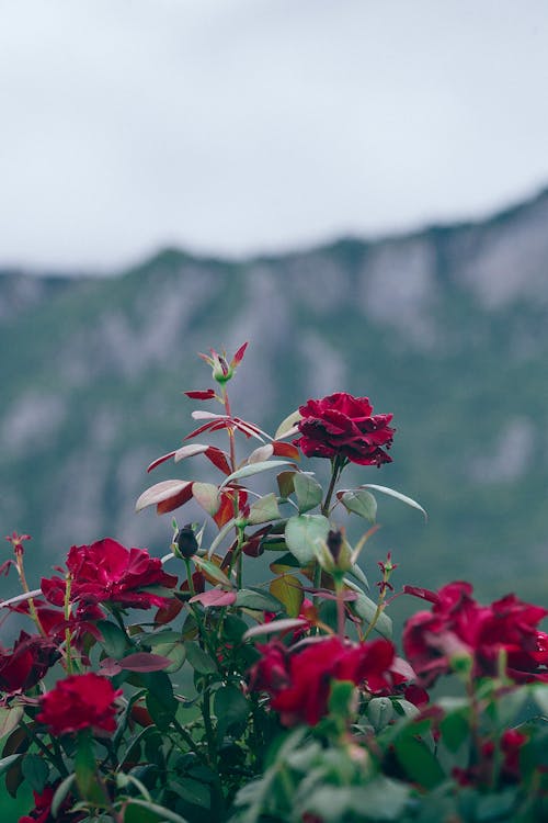 Bunch of bright red blooming rose flowers growing in mountains against blurred rocky formation