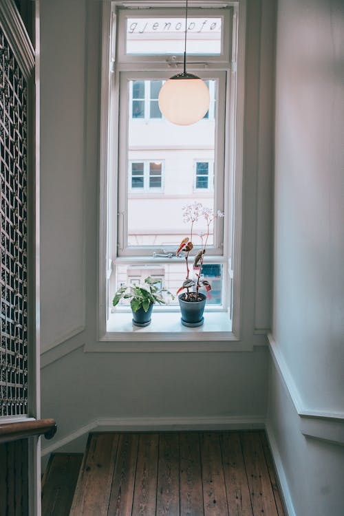 High angle of fresh plants in pots placed on windowsill under lamp of staircase in apartment house