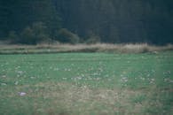 这片宁静的草地，野花盛开，森林郁郁葱葱，非常适合自然爱好者