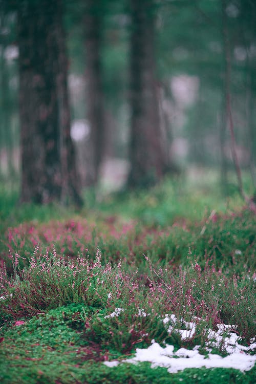Green grass and wildflowers in forest