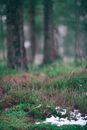 Green grass and wildflowers in forest