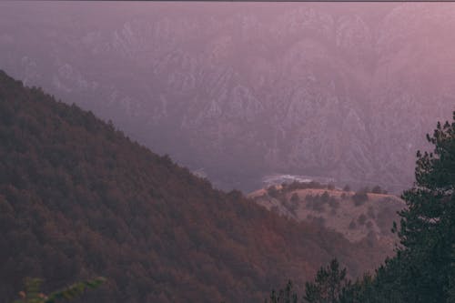 Foto profissional grátis de abeto, aborrecido, alcance