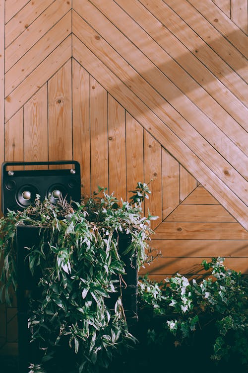 Green plant with foliage growing near portable music system in sunshine in terrace