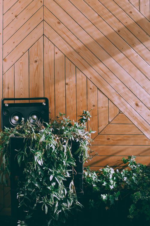 Free Green plant with foliage growing near portable music system in sunshine in terrace Stock Photo