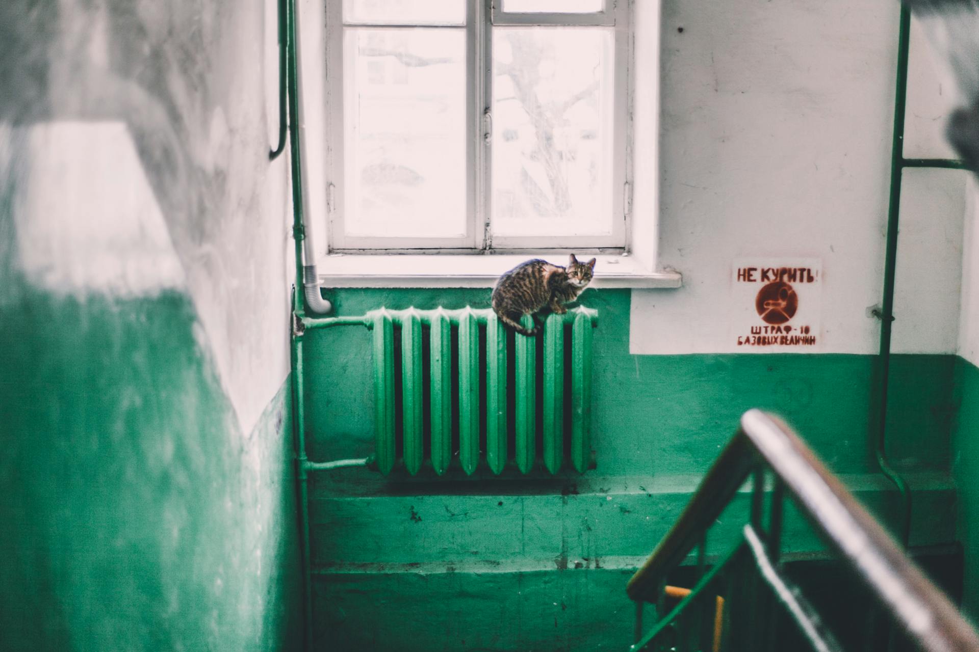 Old stairway in hallway of apartment building with weathered walls and stray cat lying on radiator