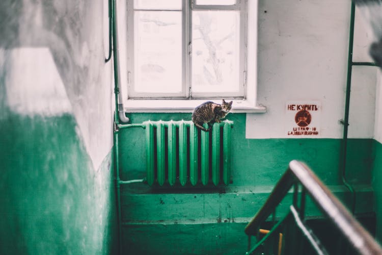 Cat Sitting On Radiator In Shabby Entrance