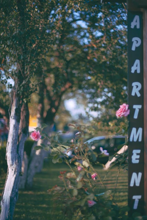 Green trees with grass and flowers growing on street near black signboard with white letters offering apartment in daytime