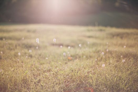 蒲公英点缀在阳光明媚的草地上，营造出宁静的夏日氛围