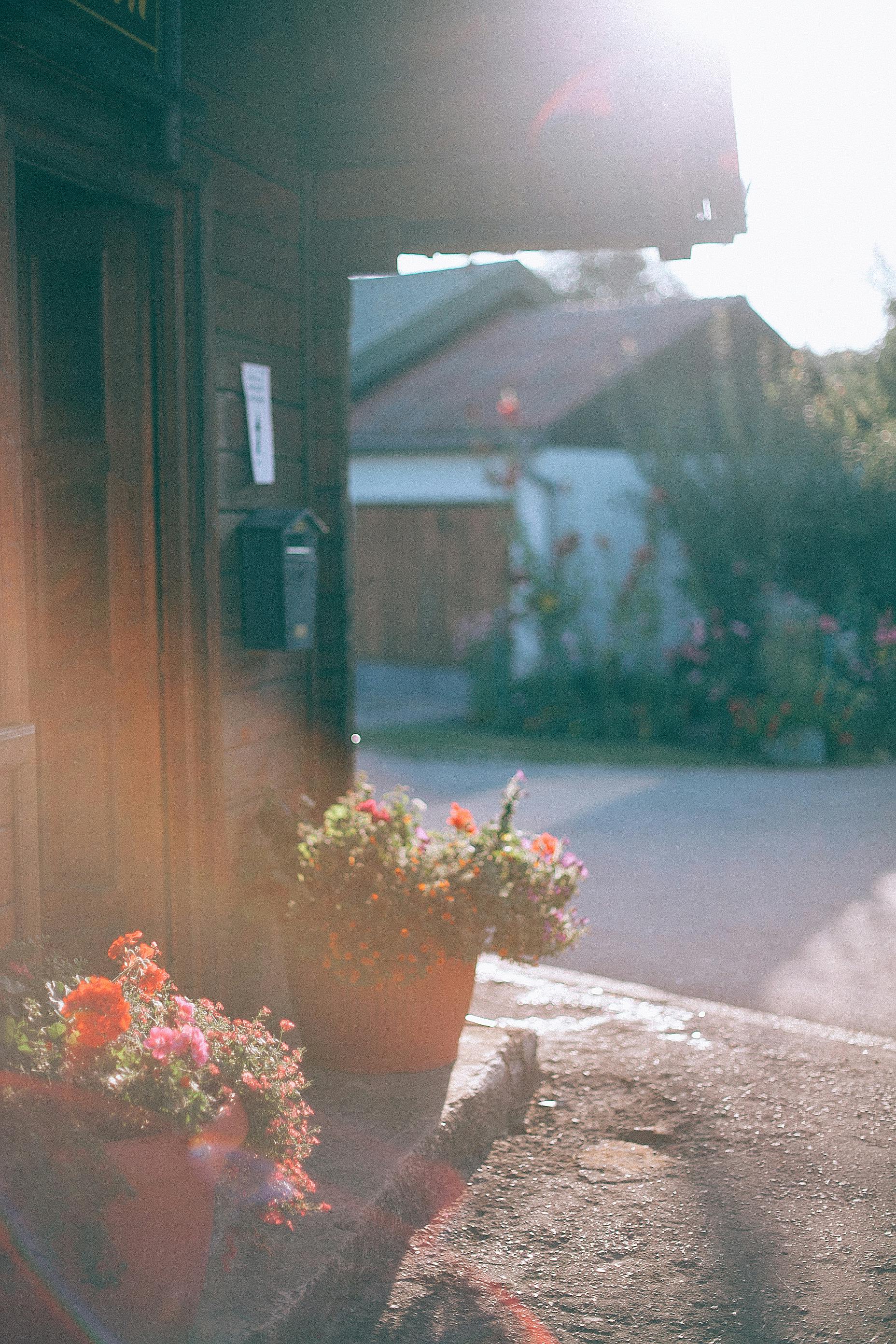 plants in pots standing near house entrance in town