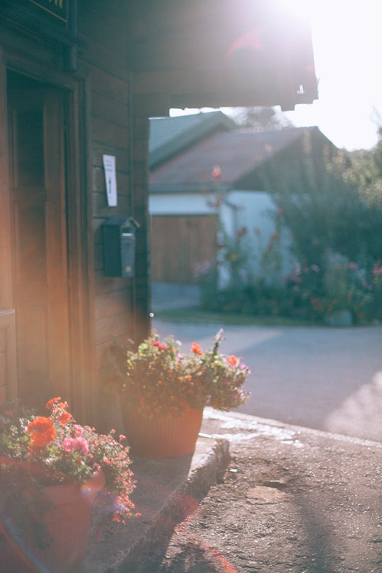 Plants In Pots Standing Near House Entrance In Town