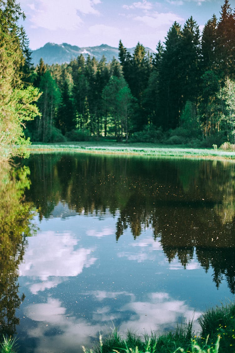 Calm Pond In Green Forest