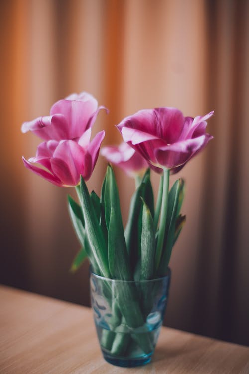 Bouquet of beautiful pink colored tulips in glass with water on wooden table