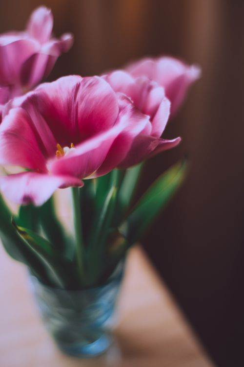 Free High angle closeup of bunch of blooming pink flowers in glass vase on table Stock Photo