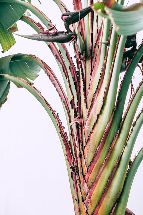 Green plant with leaves on white background