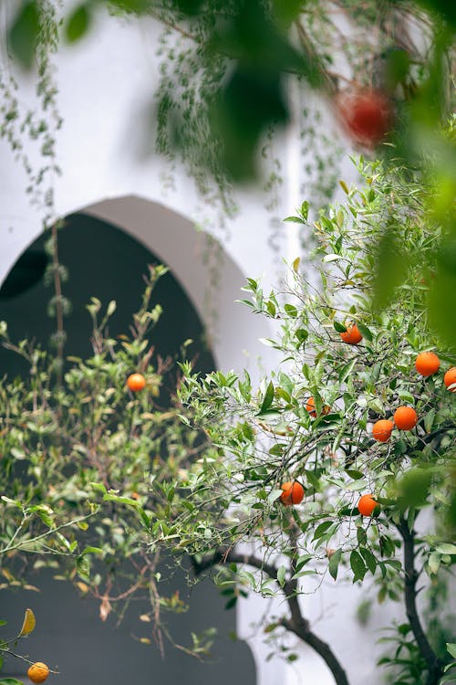 Thin branches of small tree with green leaves and round orange citrus fruits near arched passage