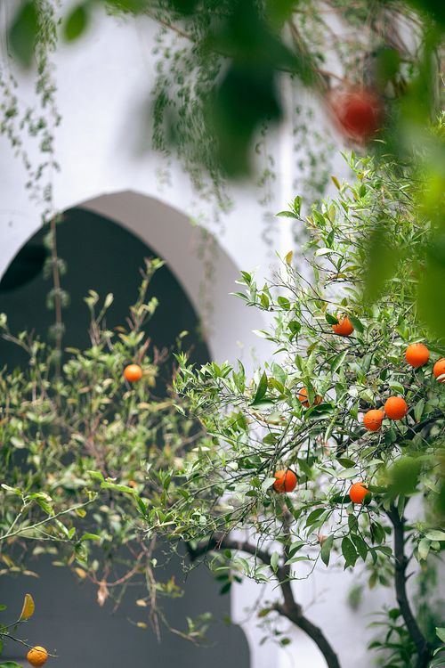 Free Thin branches of small tree with green leaves and round orange citrus fruits near arched passage Stock Photo